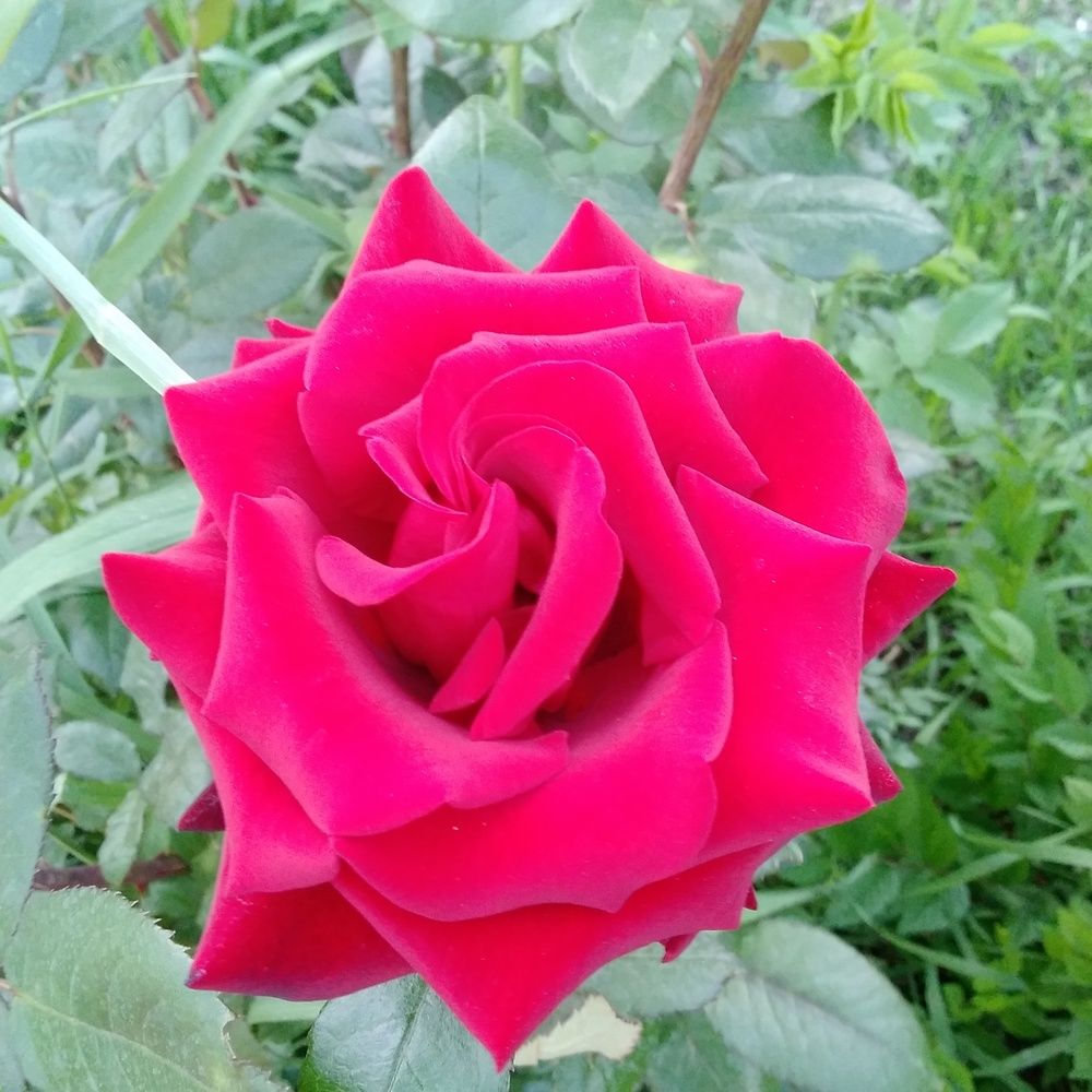 Photograph by Васильева Львовна