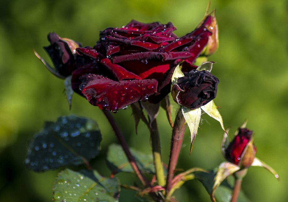 Photograph by Людмила Павловна