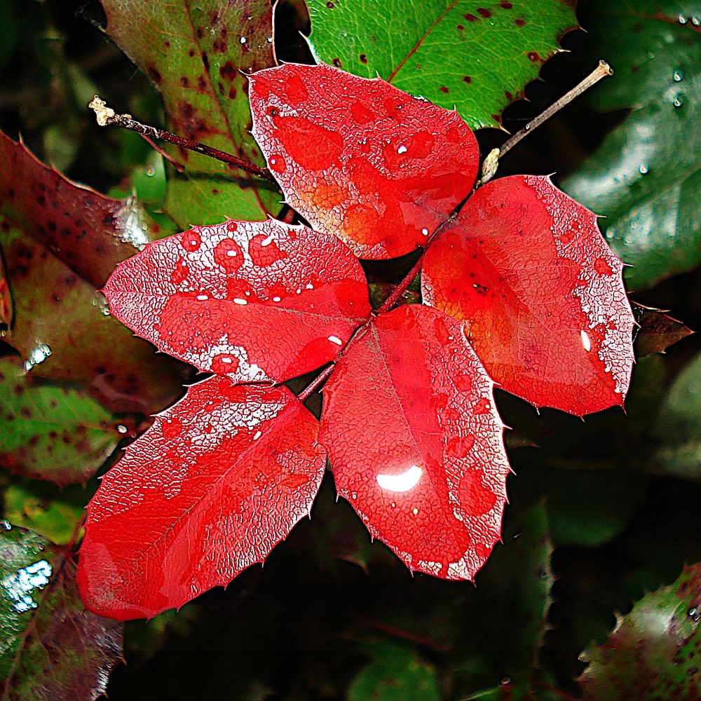 Осенний накал