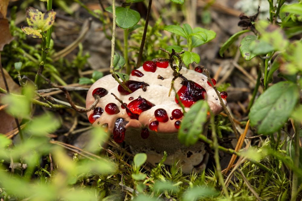 Photograph by Артур Павловский