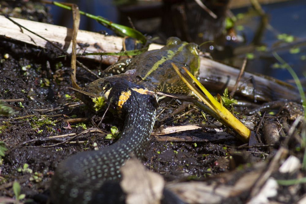 Photograph by Капанов Владислав