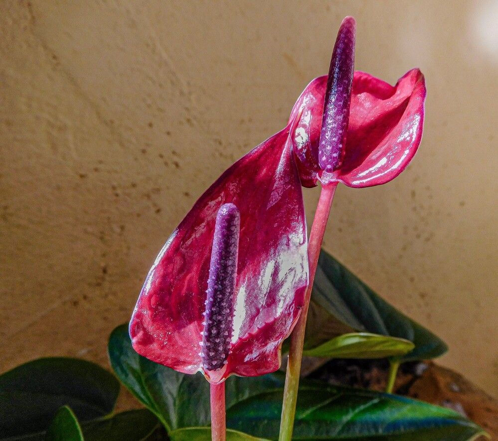 Photograph by HECTOR ANTONIO RAUCHS