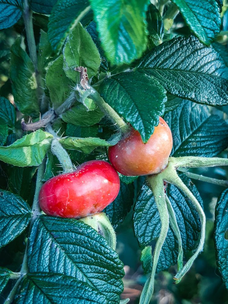 Photograph by Людмила Худякова