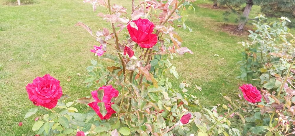 Photograph by Валерия Сопова