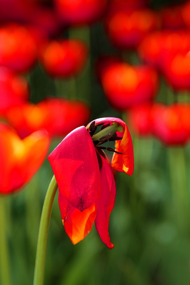 Photograph by Reyhane Ajorloo