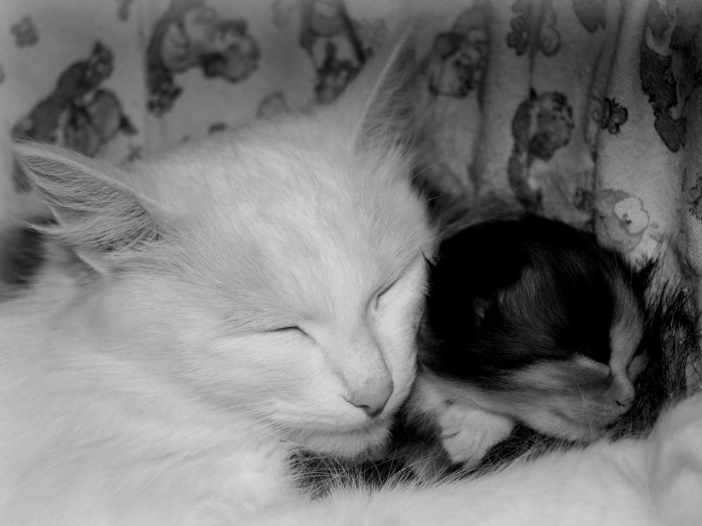 Фотография автора Nelya  Lysenko