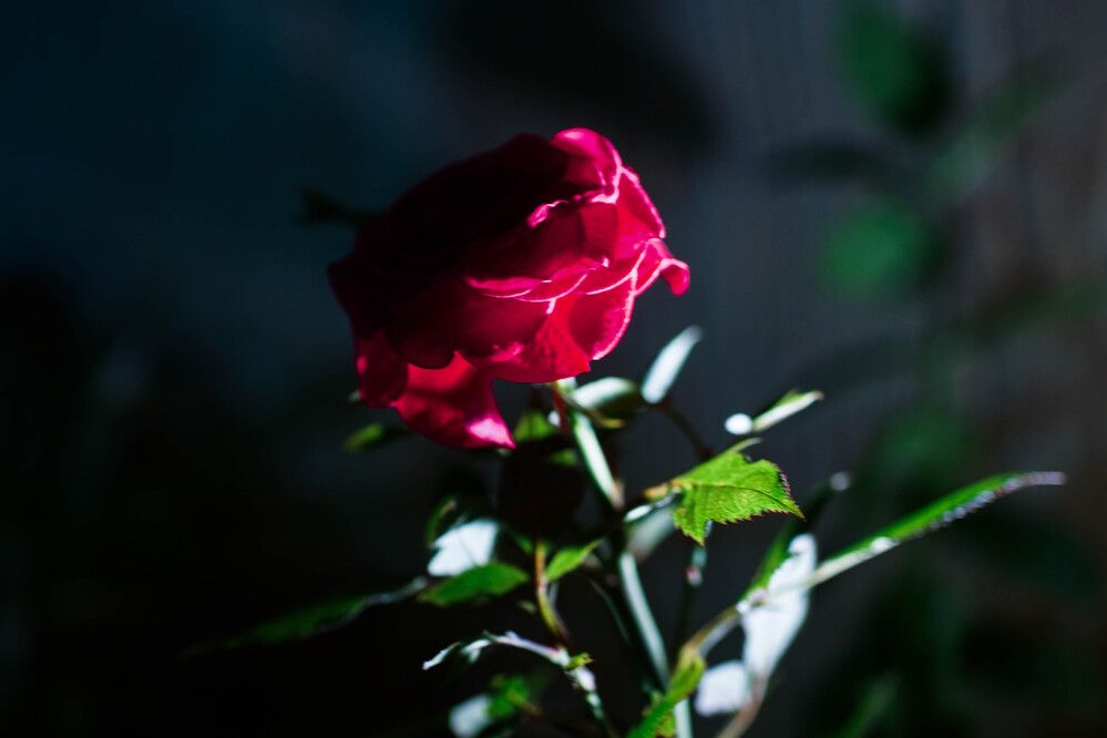 Photograph by mansour Hamdaoui