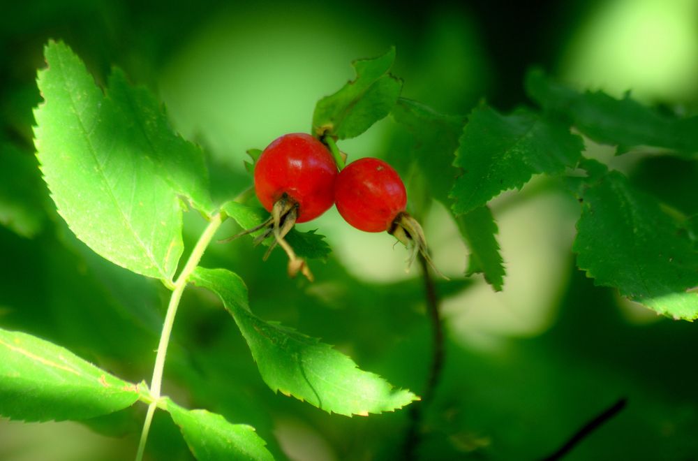 Photograph by Дмитрий Жуков