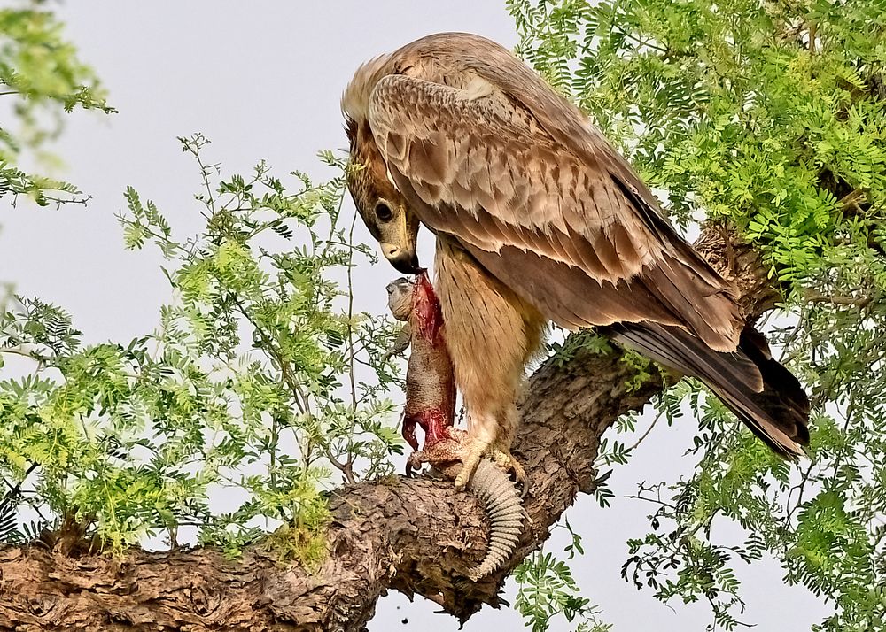 Photograph by Abhijeet Phalsankar