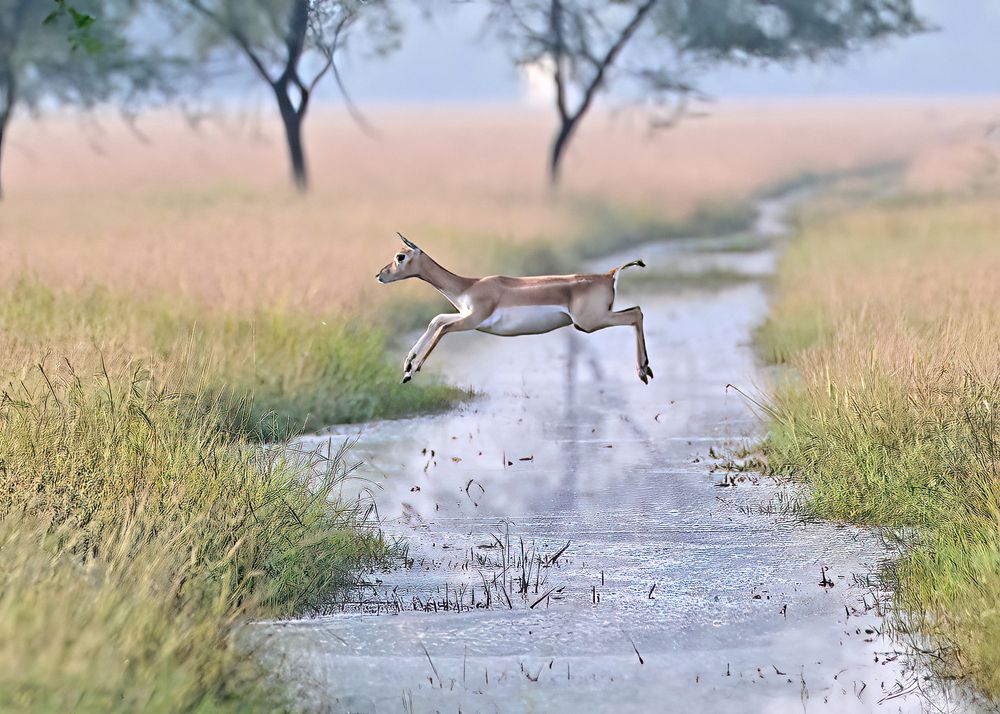 Photograph by Abhijeet Phalsankar