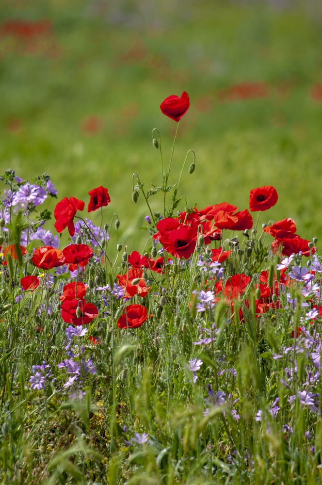 Фотография автора Татьяна Петренко
