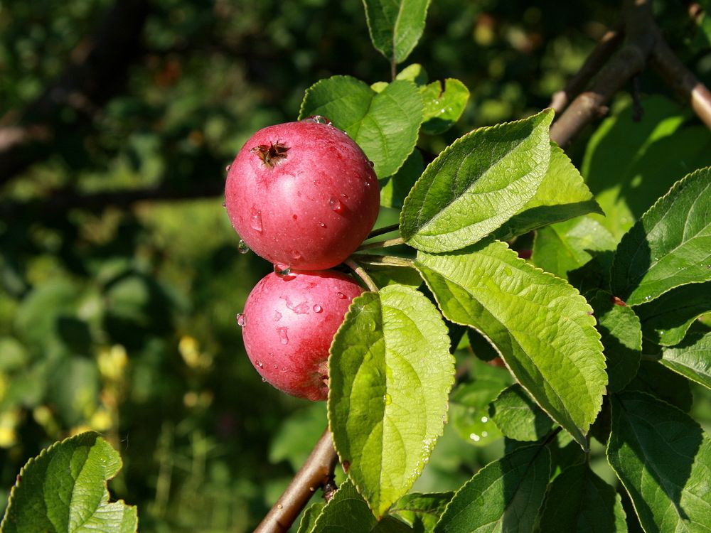 Фотография автора Nelya  Lysenko