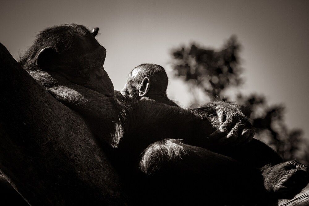 Photograph by Carmem D` Luca