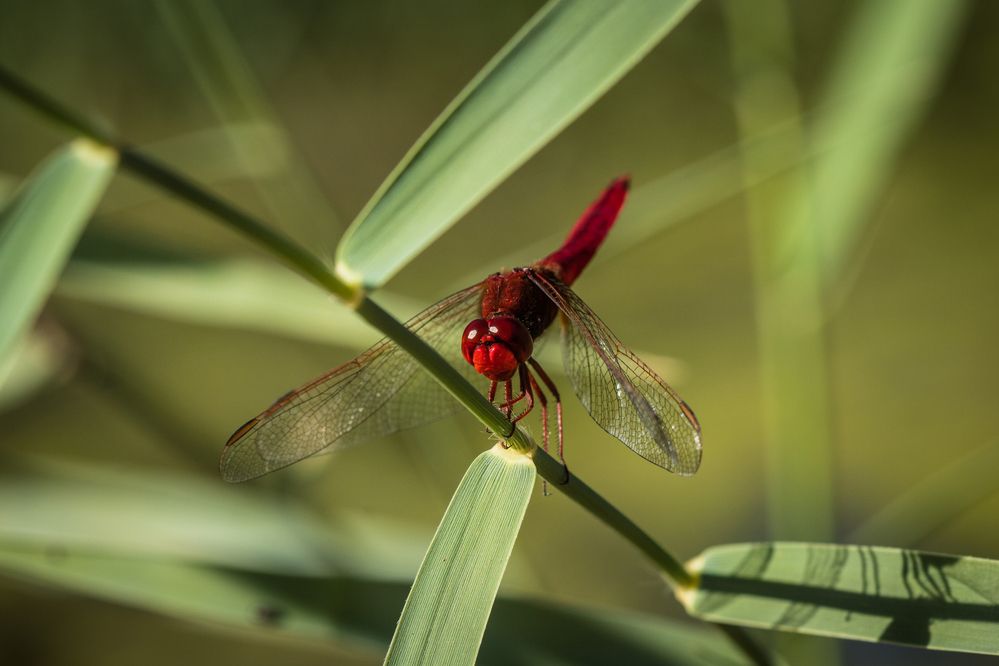 Photograph by SOUFIANE EL KADAOUI