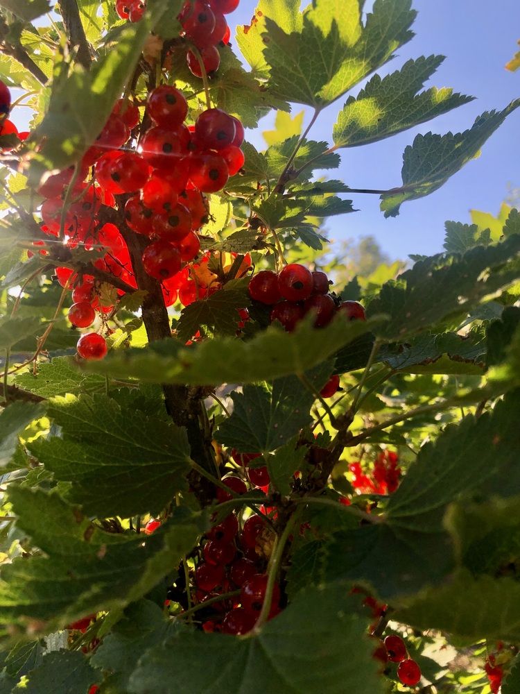 Photograph by Олеся Семёнова