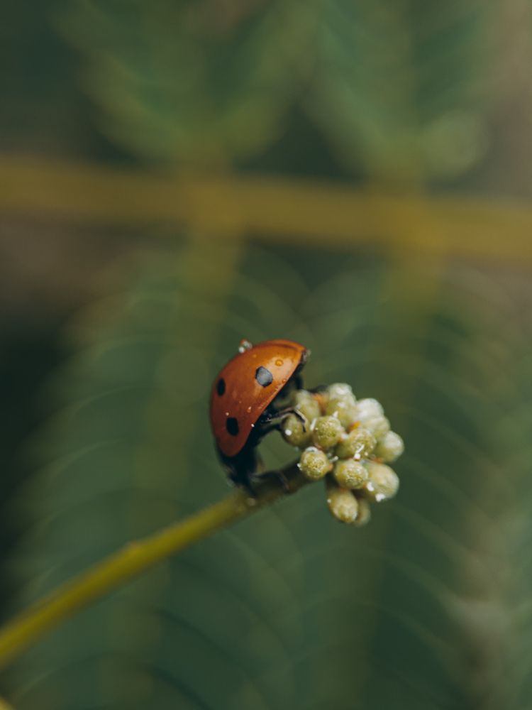 Photograph by Анна Голубцова