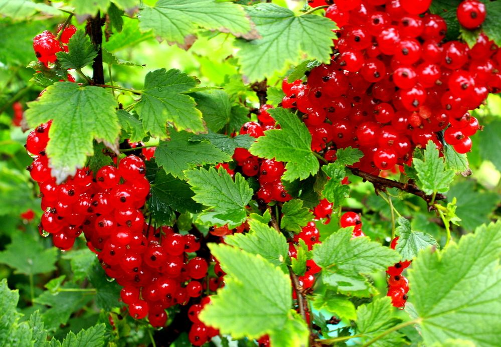 Фотография автора Nelya  Lysenko