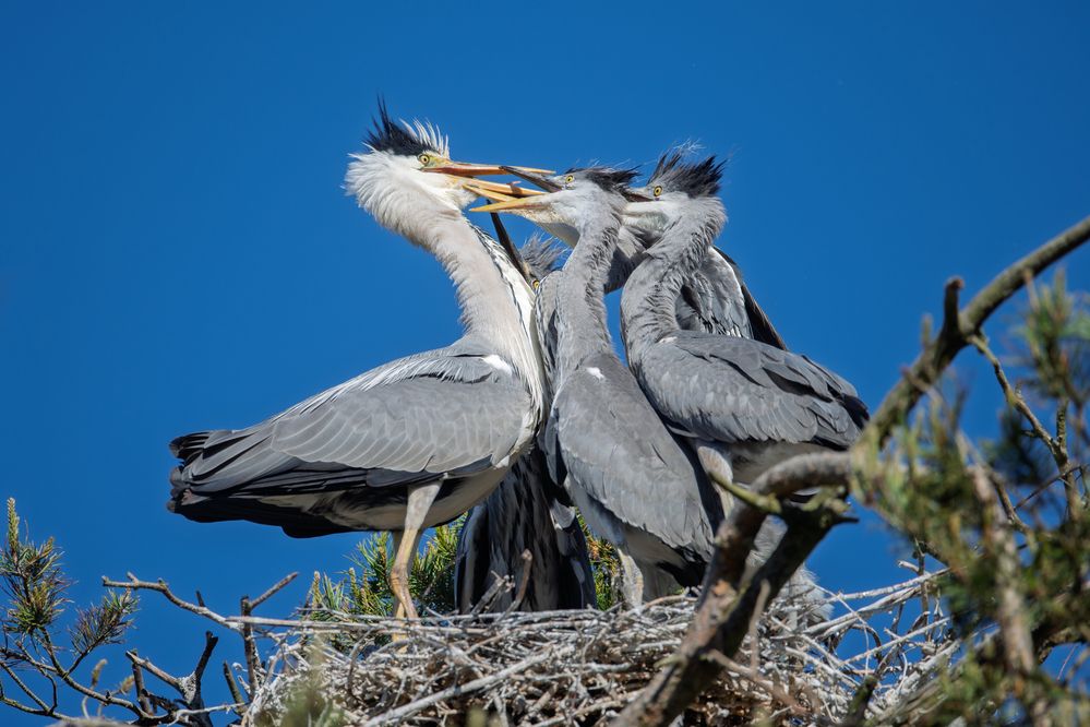 Мама, мы есть хотим! // Mom, we\'re hungry!