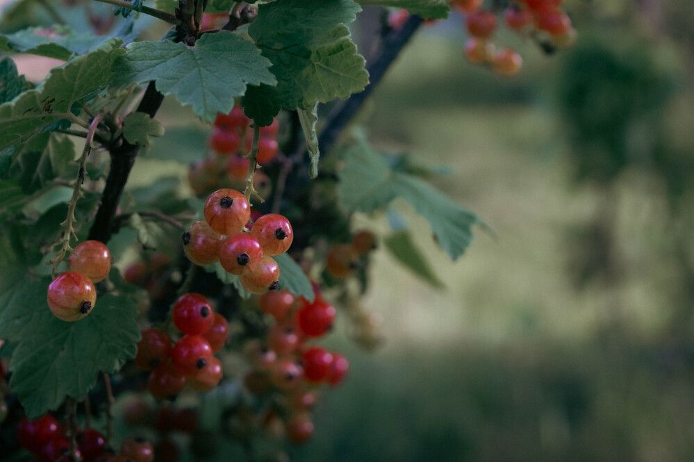Photograph by Александр Ходакин