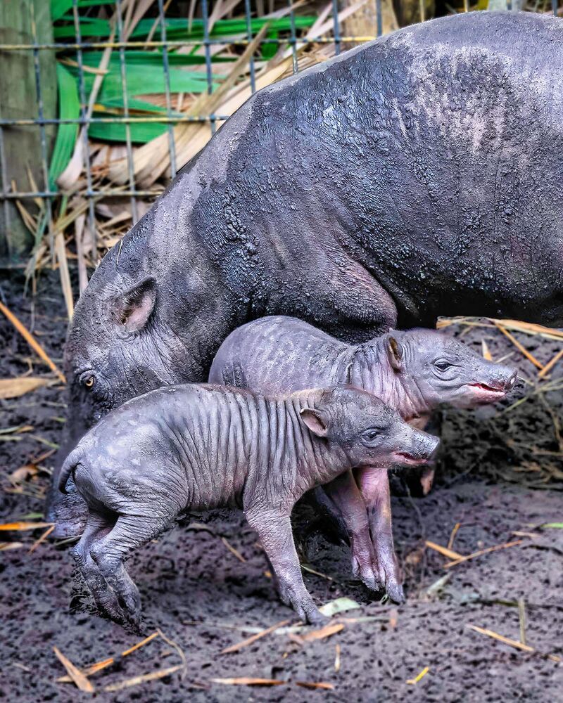 Фотография автора Ray Asiala