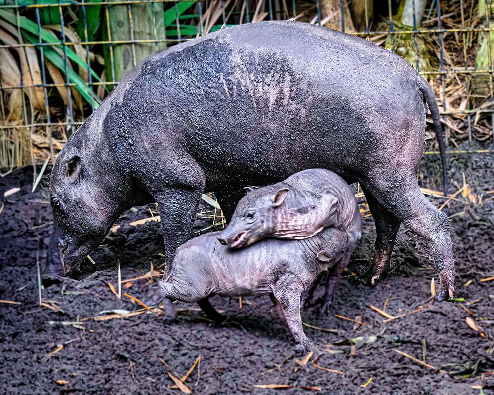 Фотография автора Ray Asiala