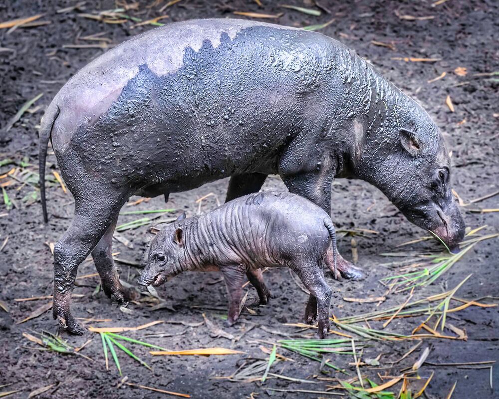 Фотография автора Ray Asiala