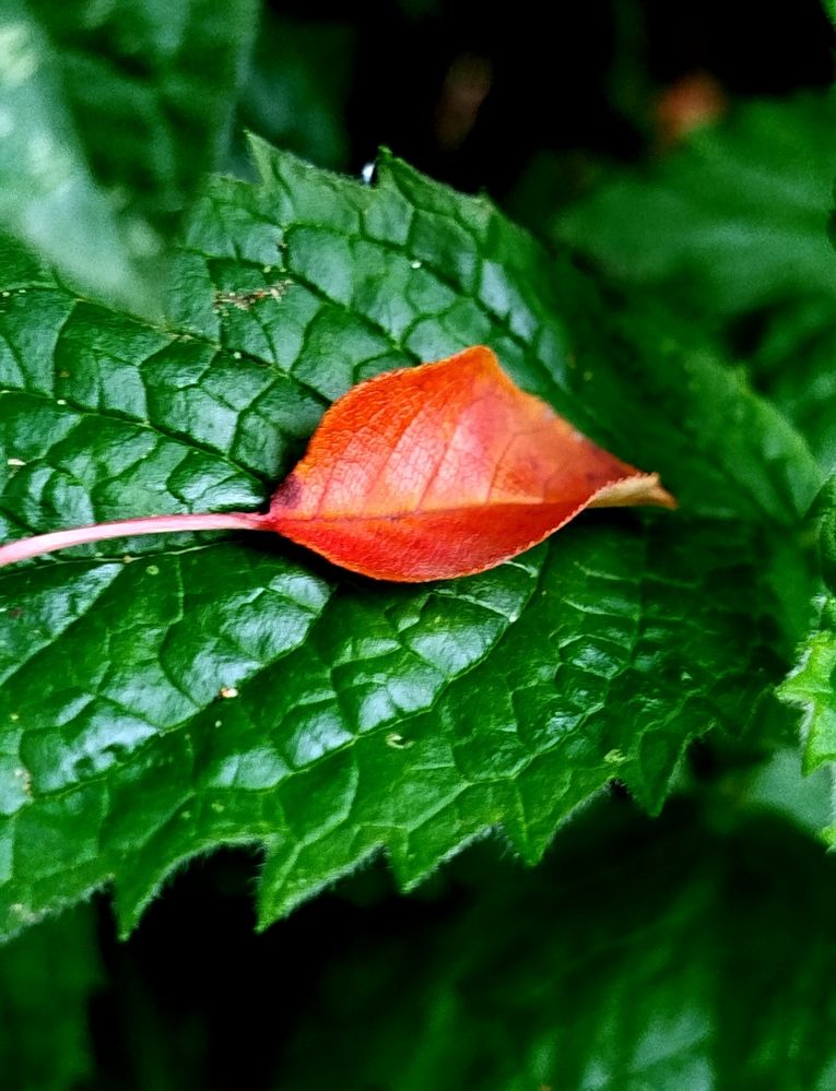Маленький красный лист на большом зеленом