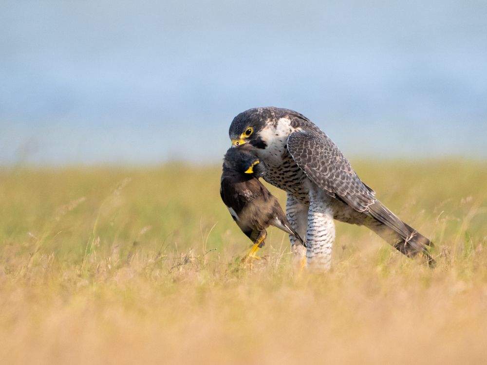 Photograph by Sathishkumar S