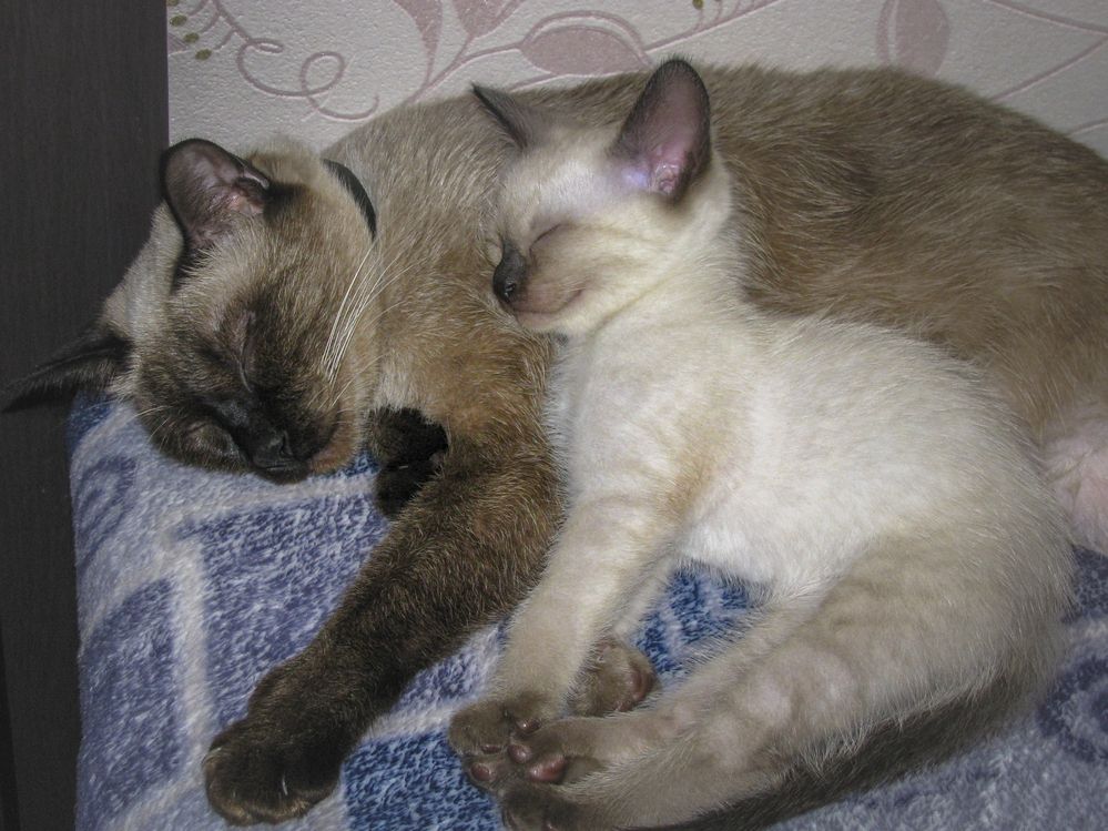 Фотография автора Татьяна Петренко