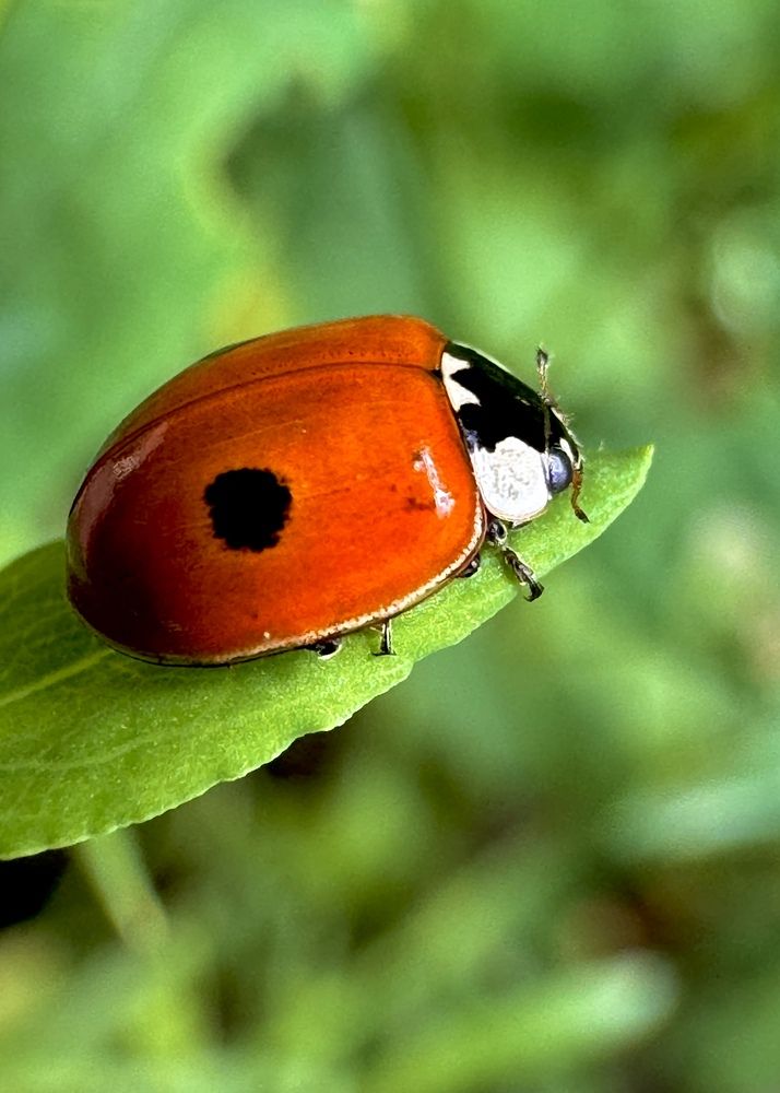 Photograph by Oxana Petlina