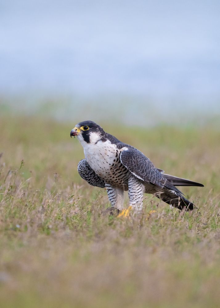 Photograph by Sathishkumar S