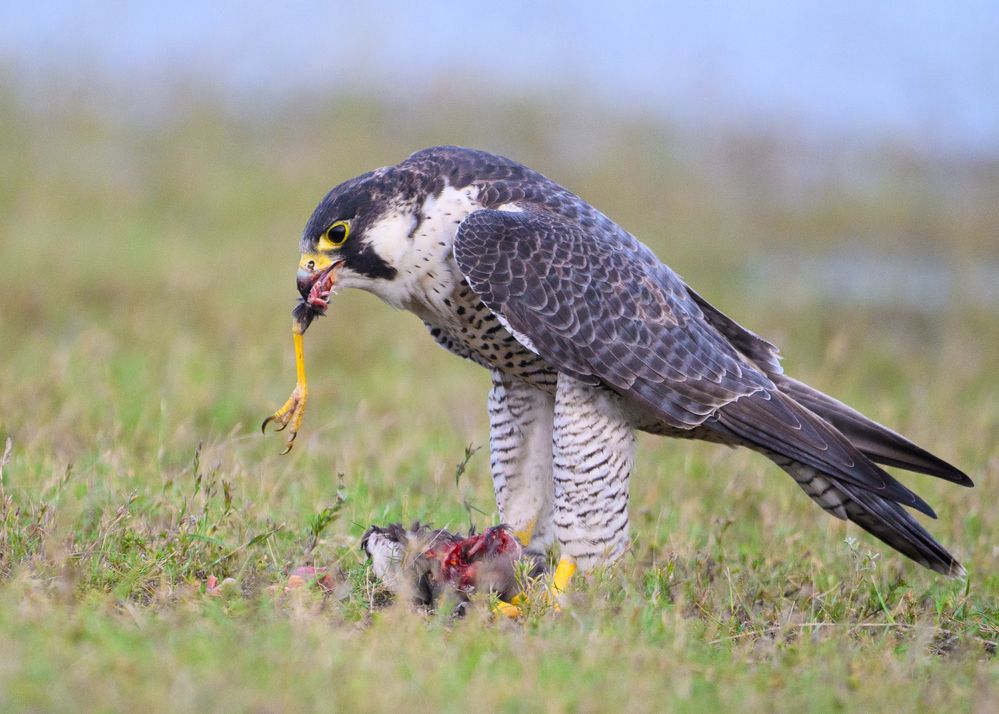 Photograph by Sathishkumar S