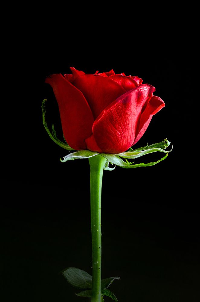 Photograph by Sahar Jafari