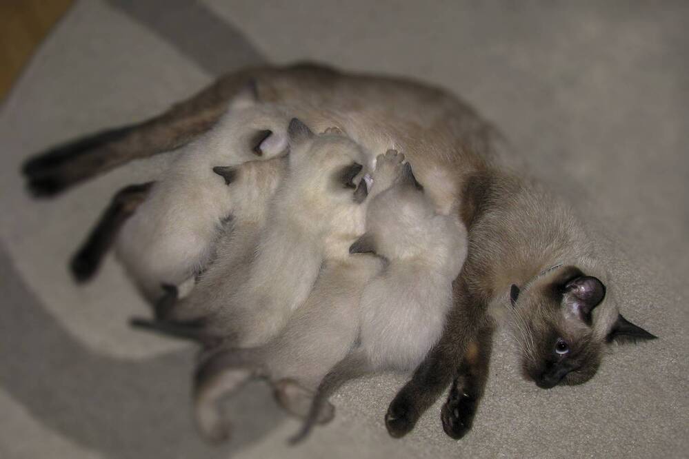 Фотография автора Татьяна Петренко