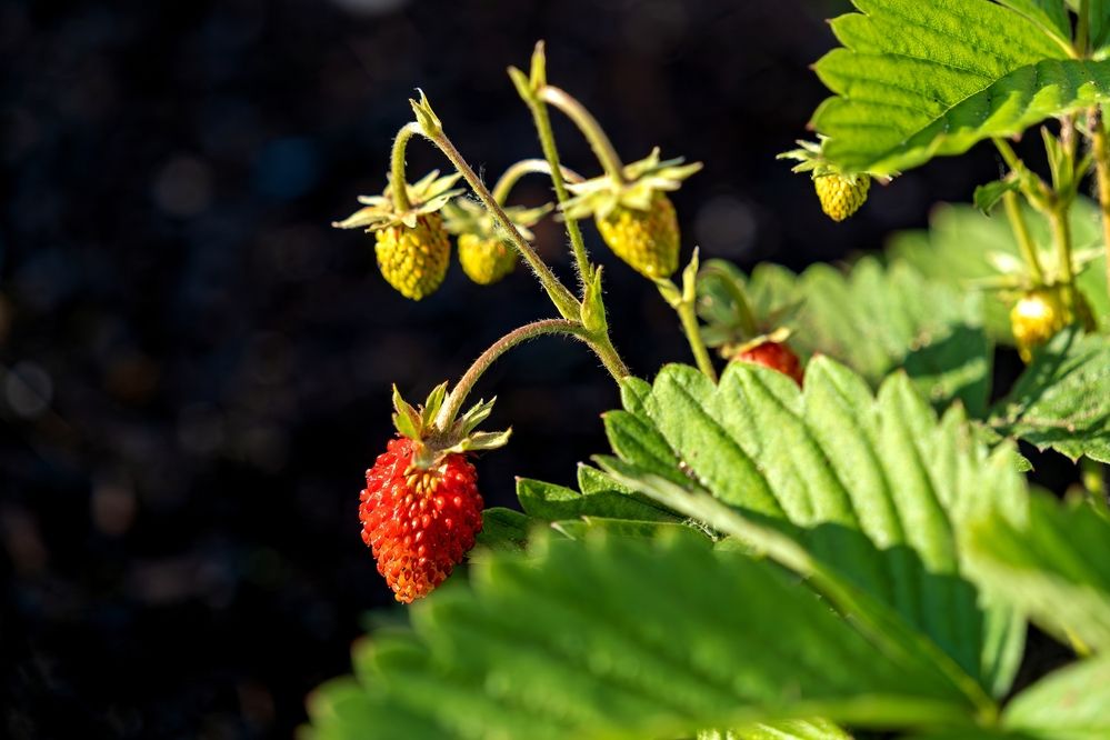 Photograph by Михаил Косолапов