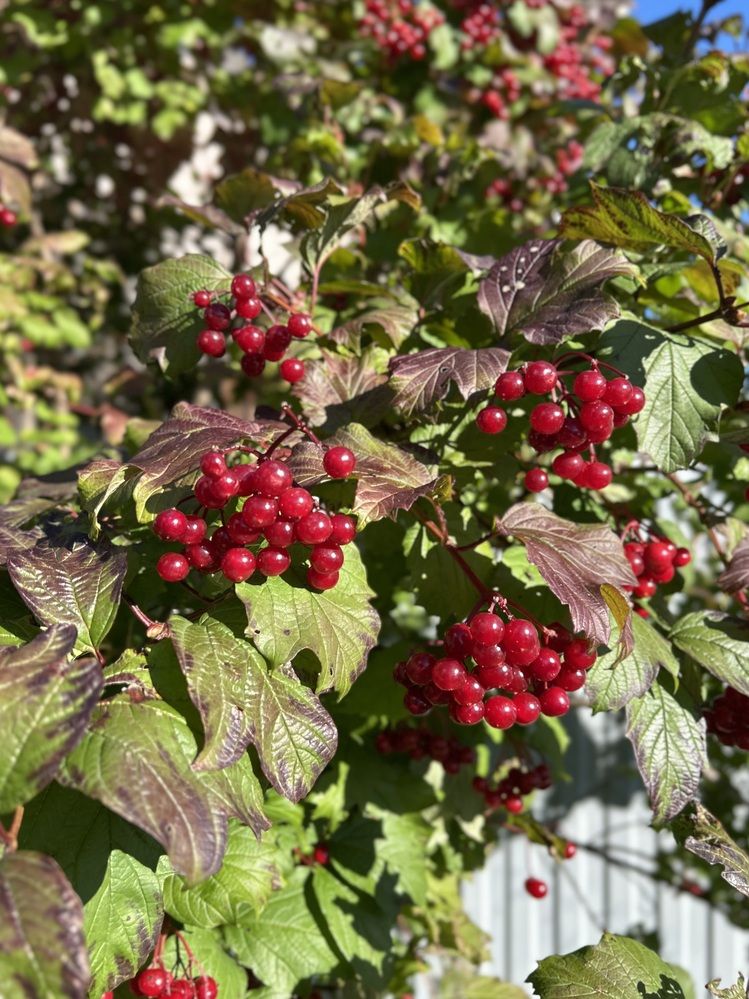 Photograph by Эльза Трисантович