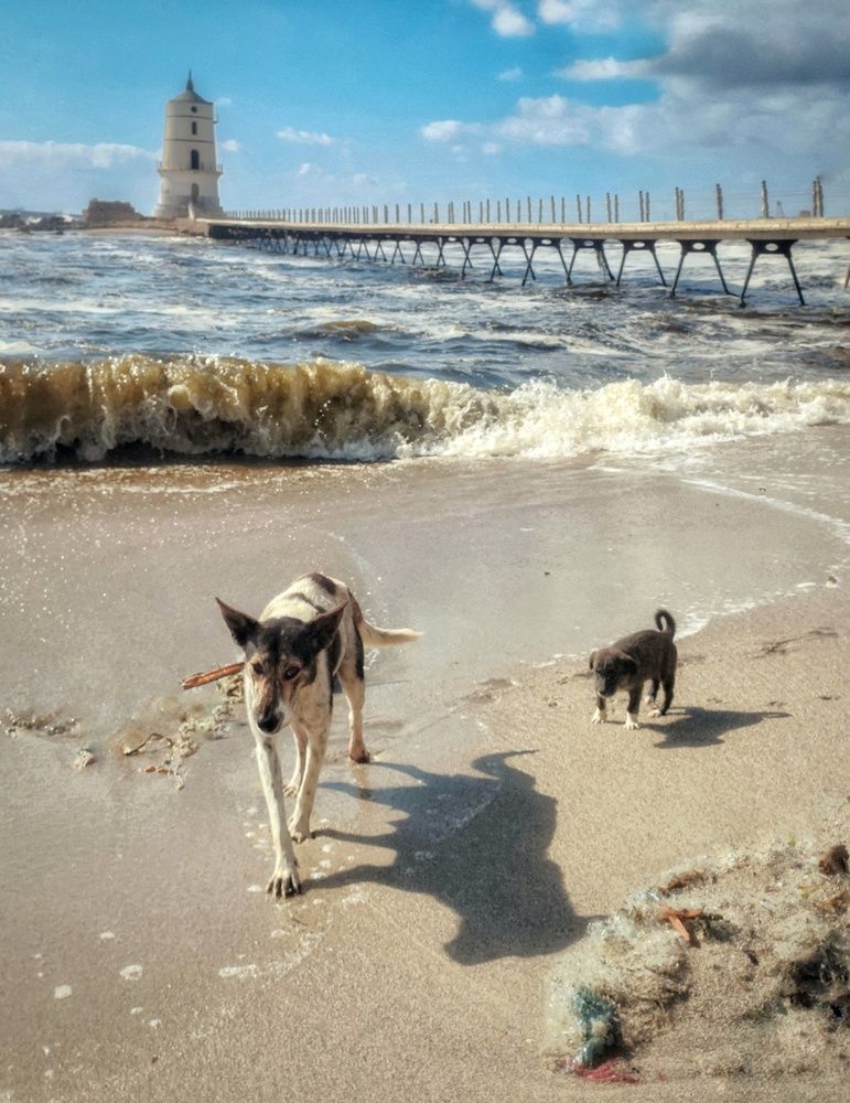 Фотография автора Sara Attia