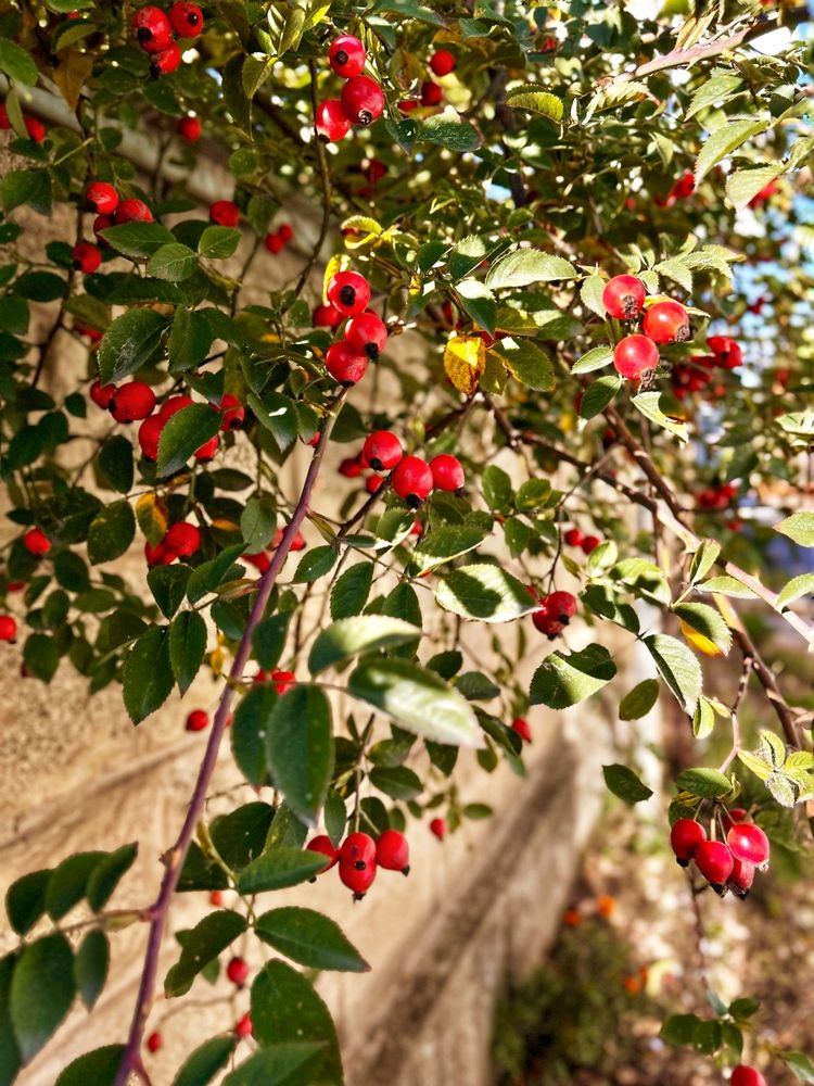 Photograph by Эльза Трисантович