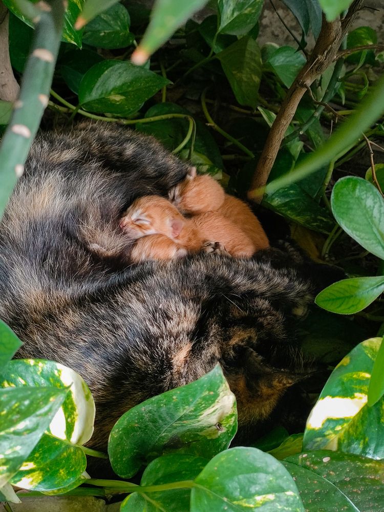 Фотография автора Sara Attia