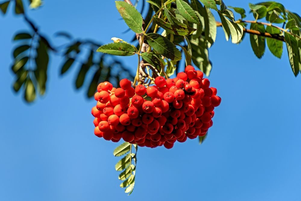 Photograph by Михаил Косолапов