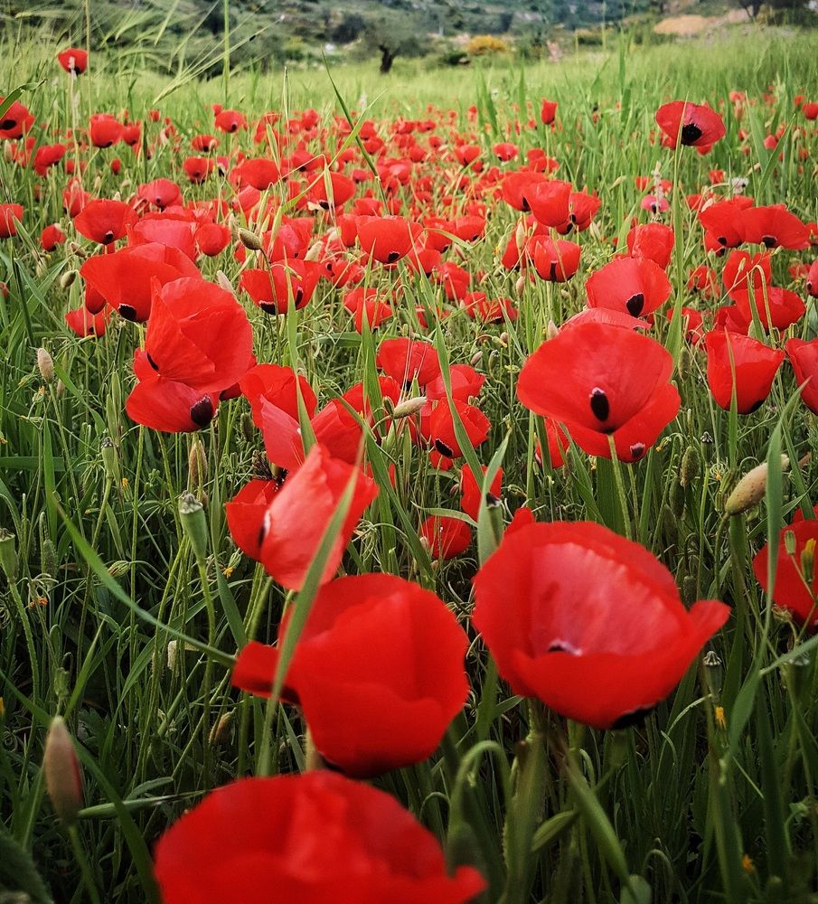 Photograph by Abdallah Khader