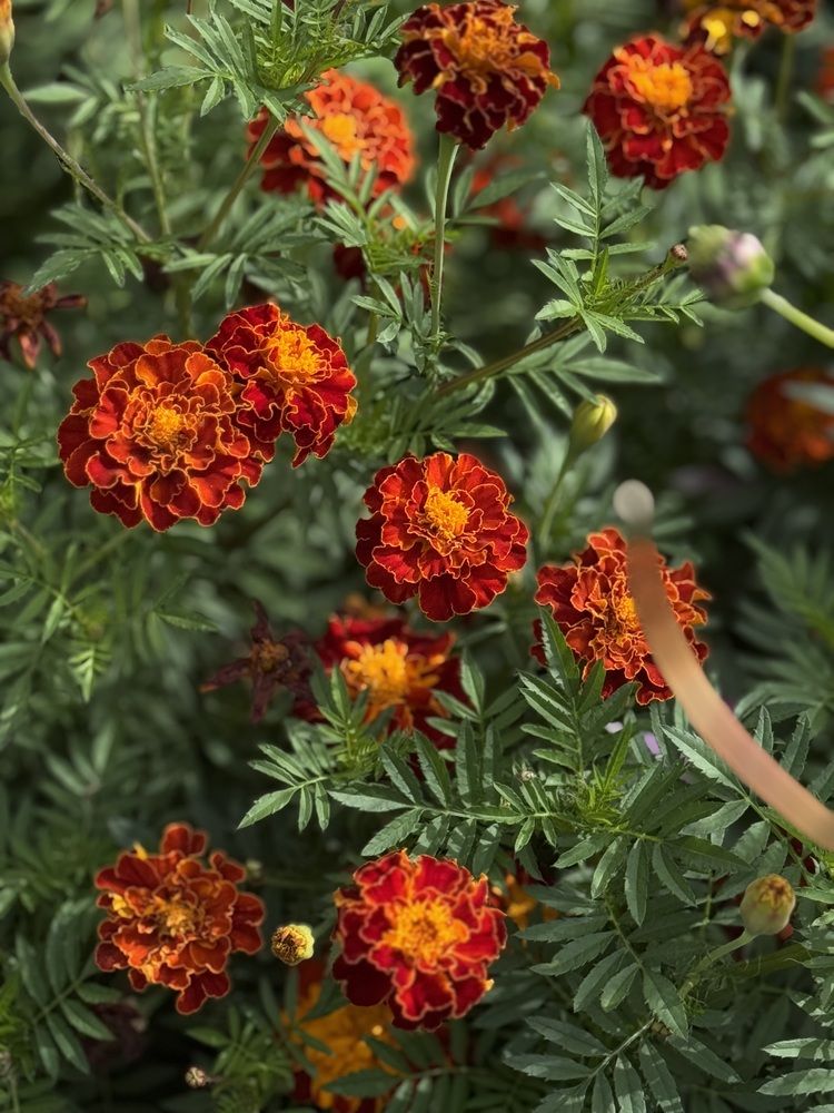 Фотография автора Елена Меньшикова