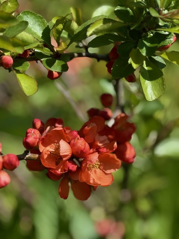 Фотография автора Елена Меньшикова