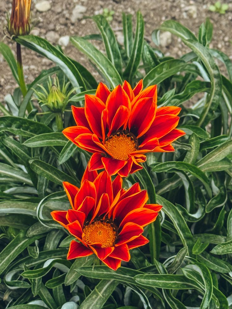 Фотография автора Елена Меньшикова