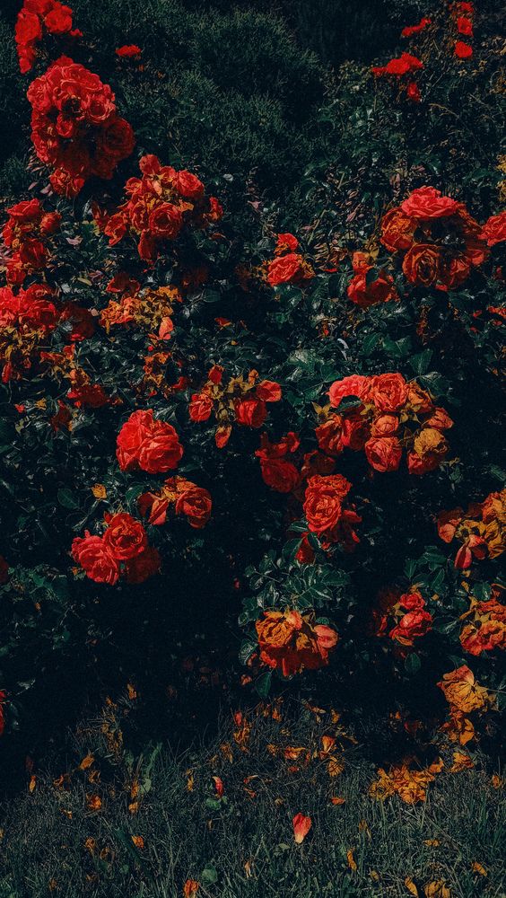 Photograph by Людмила Горячева