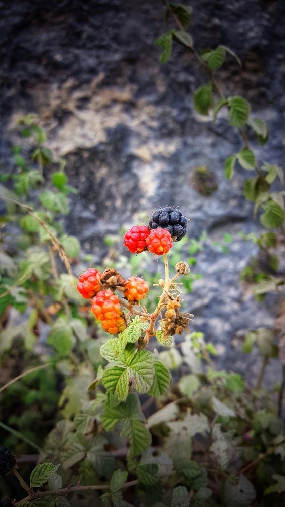 Photograph by Abdallah Khader