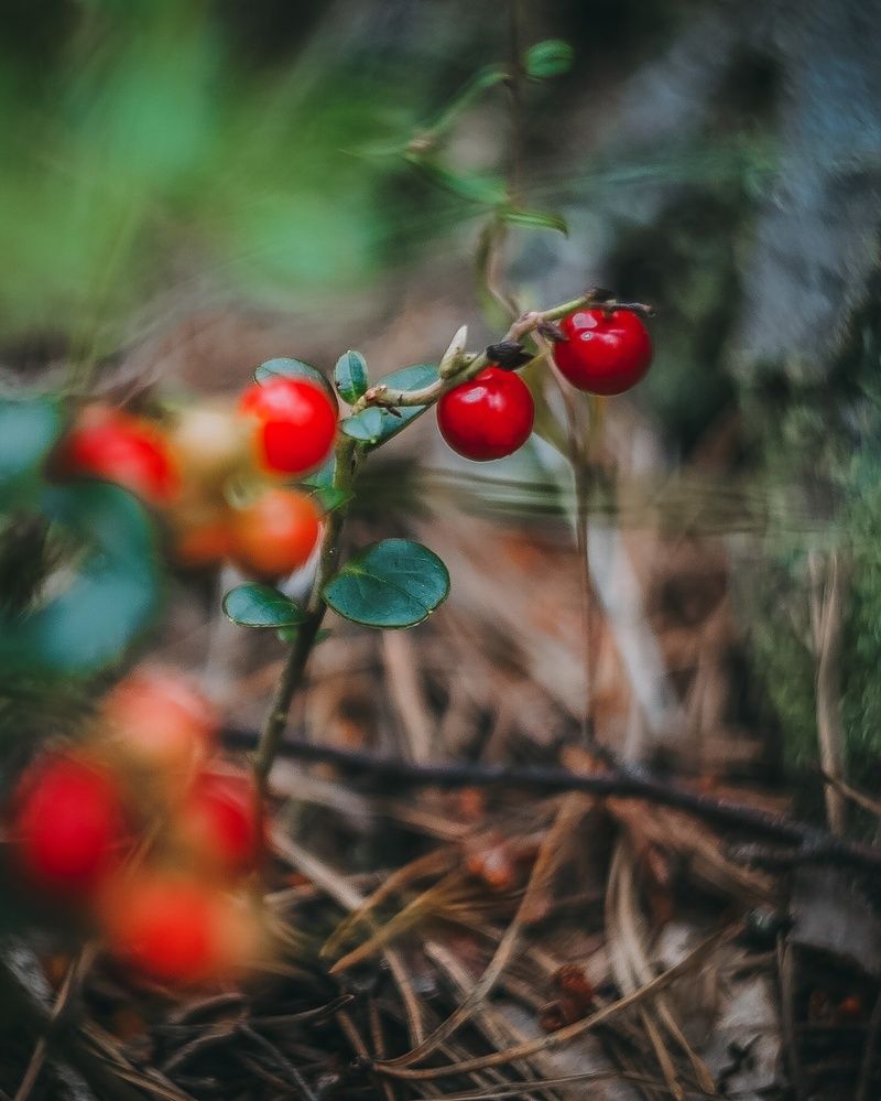 Photograph by Татьяна Иванеева