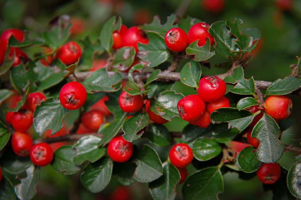 Photograph by Елена Щитова