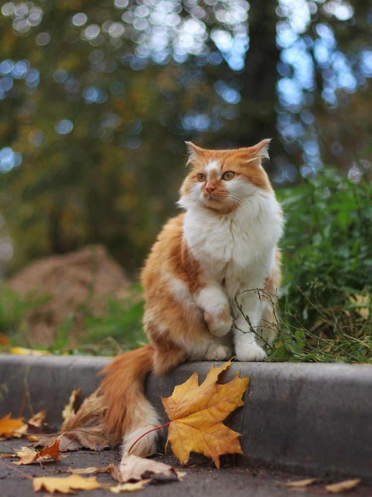 Фотография автора Андрей Шестаков