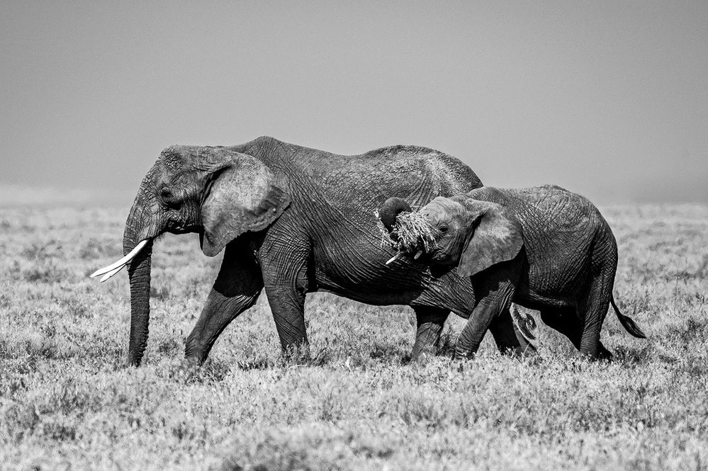 Photograph by Antonín Dudek